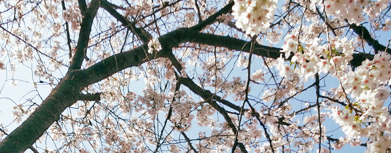 桜